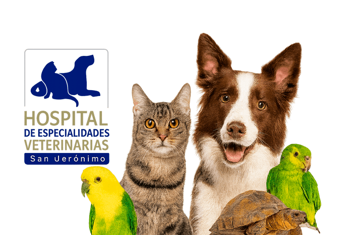 hospital veterinario 24 horas zona sur CDMX en San Jerónimo