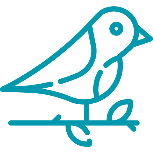 Aves de ornato - Hospital veterinario sur CDMX