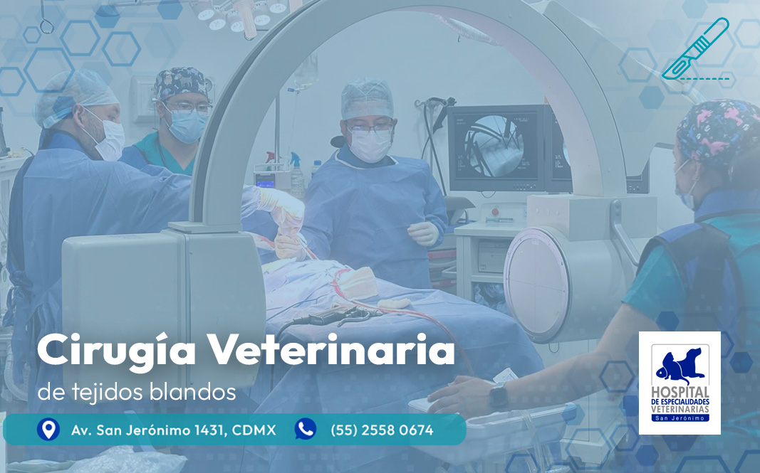 cirugia-veterinaria