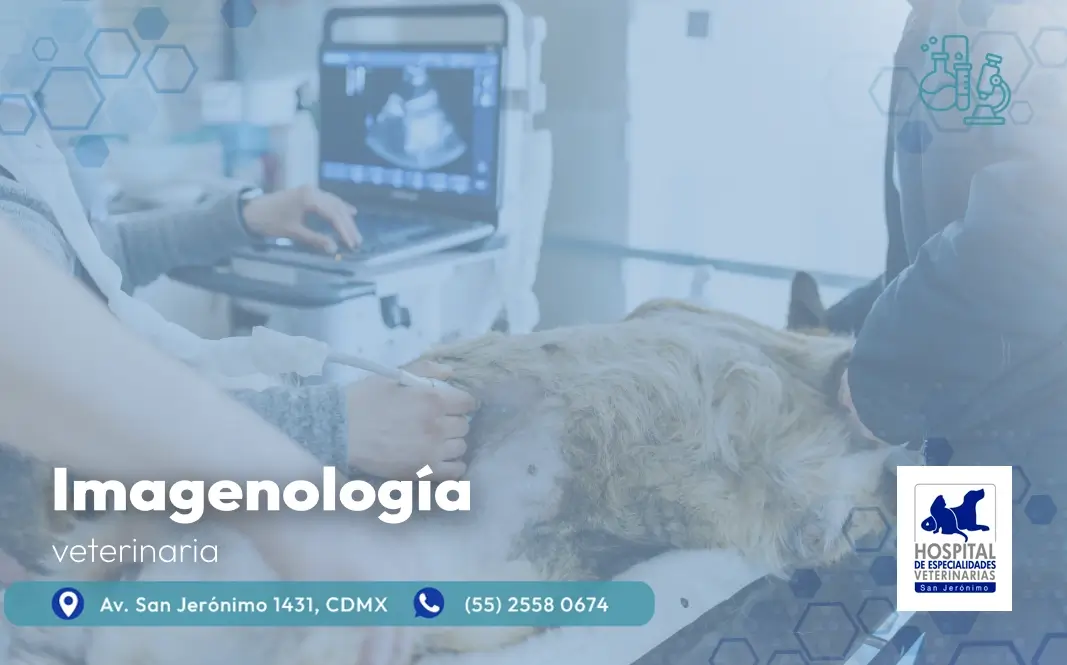 imagenología veterinaria en el sur de la CDMX hospital veterinario