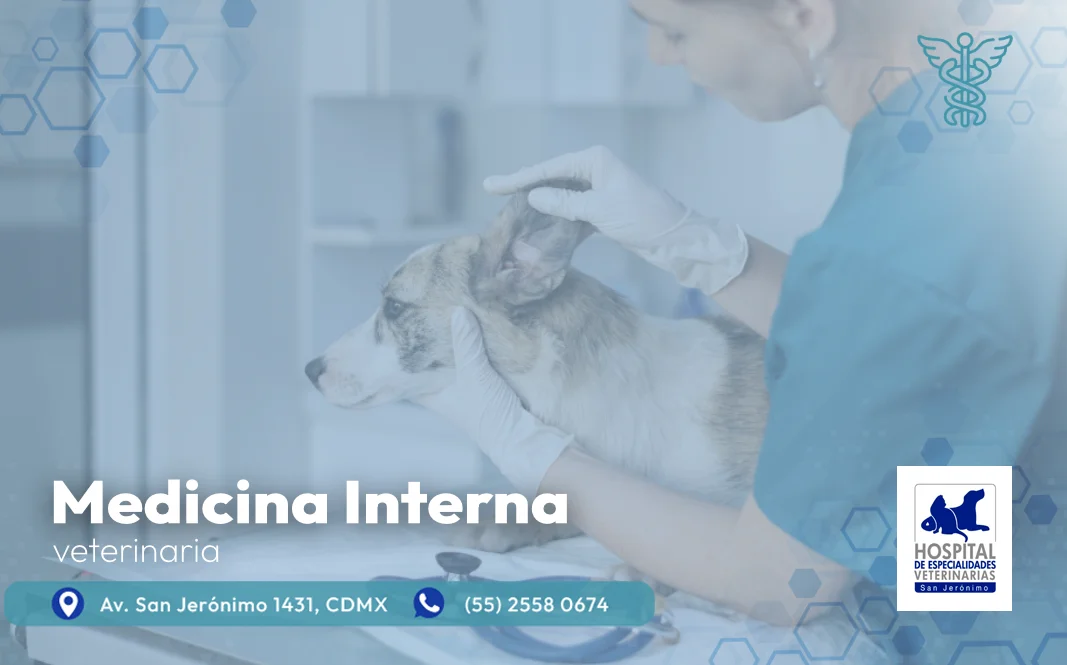 medicina interna veterinaria en el sur de la CDMX en Hospital San Jerónimo