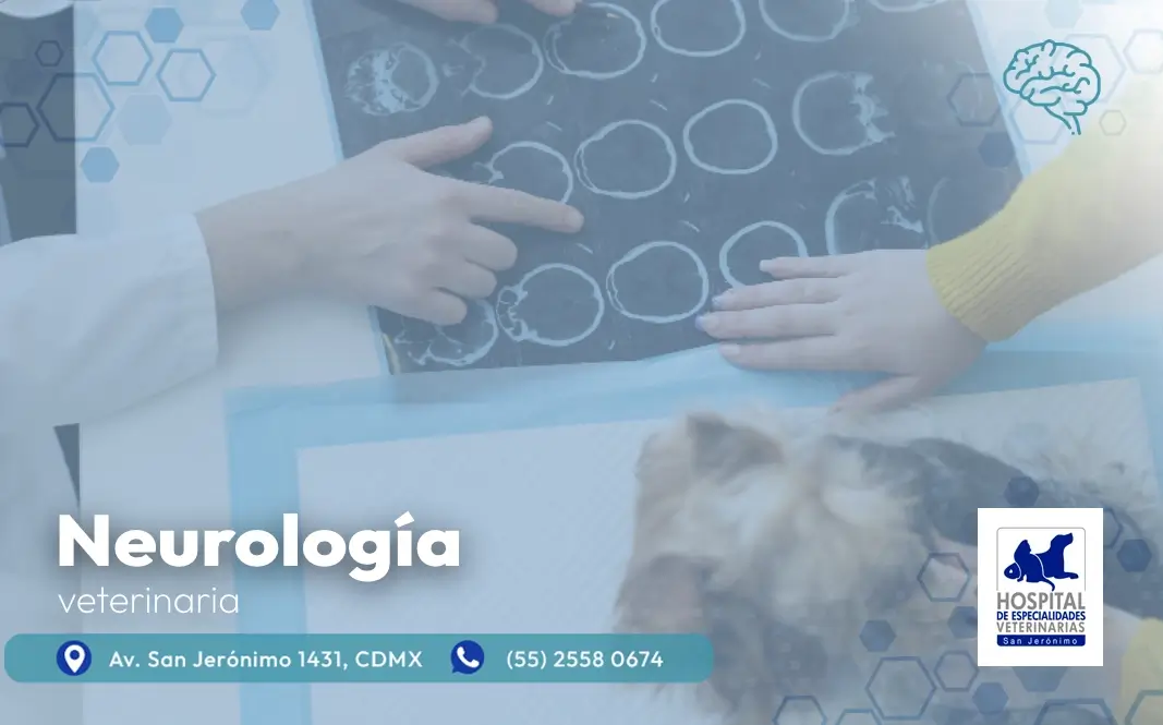 neurología veterinaria en el sur de la CDMX en Hospital San Jerónimo