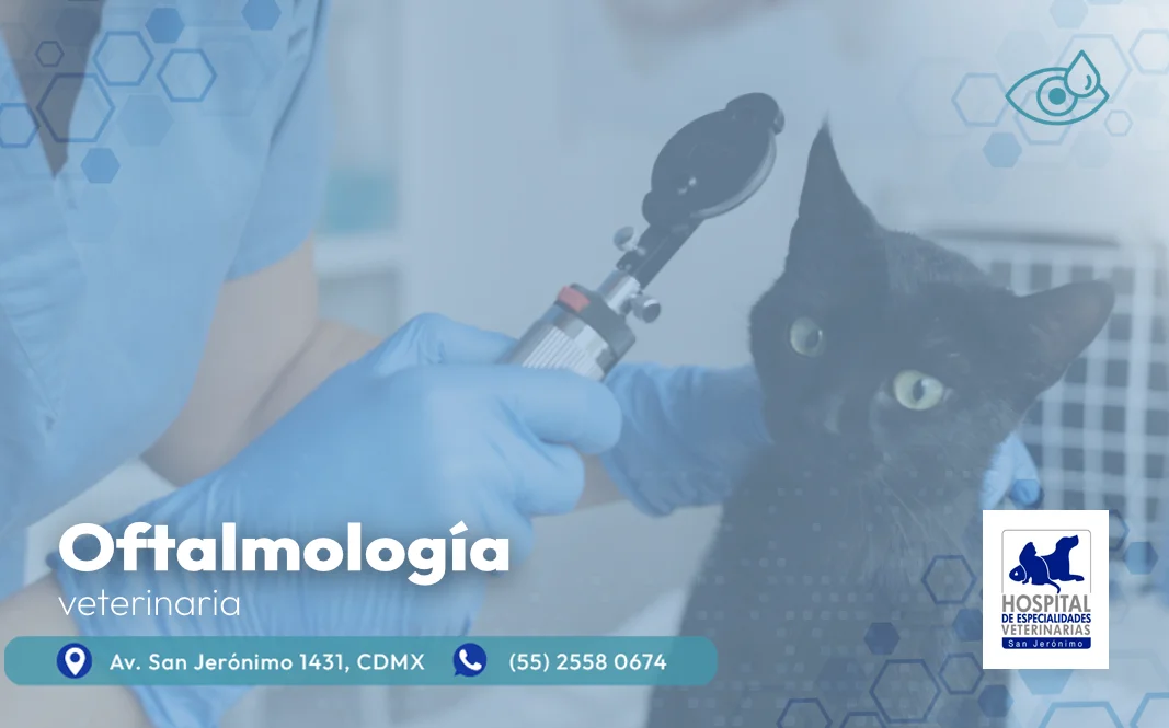 oftalmología veterinaria en el sur de la CDMX hospital veterinario