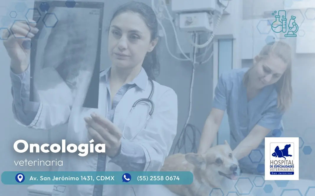 oncología veterinaria en el sur de la CDMX hospital veterinario