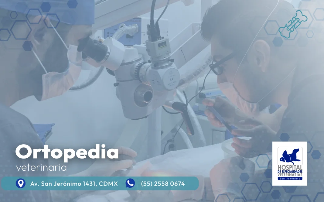 ortopedia veterinaria en el sur de la CDMX en Hospital San Jerónimo